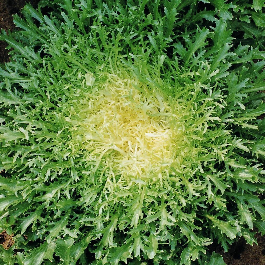 Doven appetit spray Green Curled Ruffec Endive Seeds | Curly Frisee Lettuce Escarole Chicory  2022 | eBay