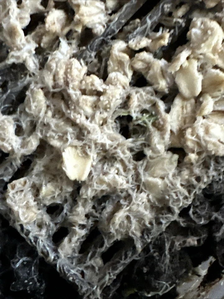 Comida saludable para peces/ranas/tritones White Worms Starter Culture Foto 2 de 3