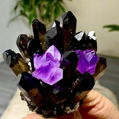 284G New Find black+purple Phantom Quartz Crystal Cluster Mineral Specimen