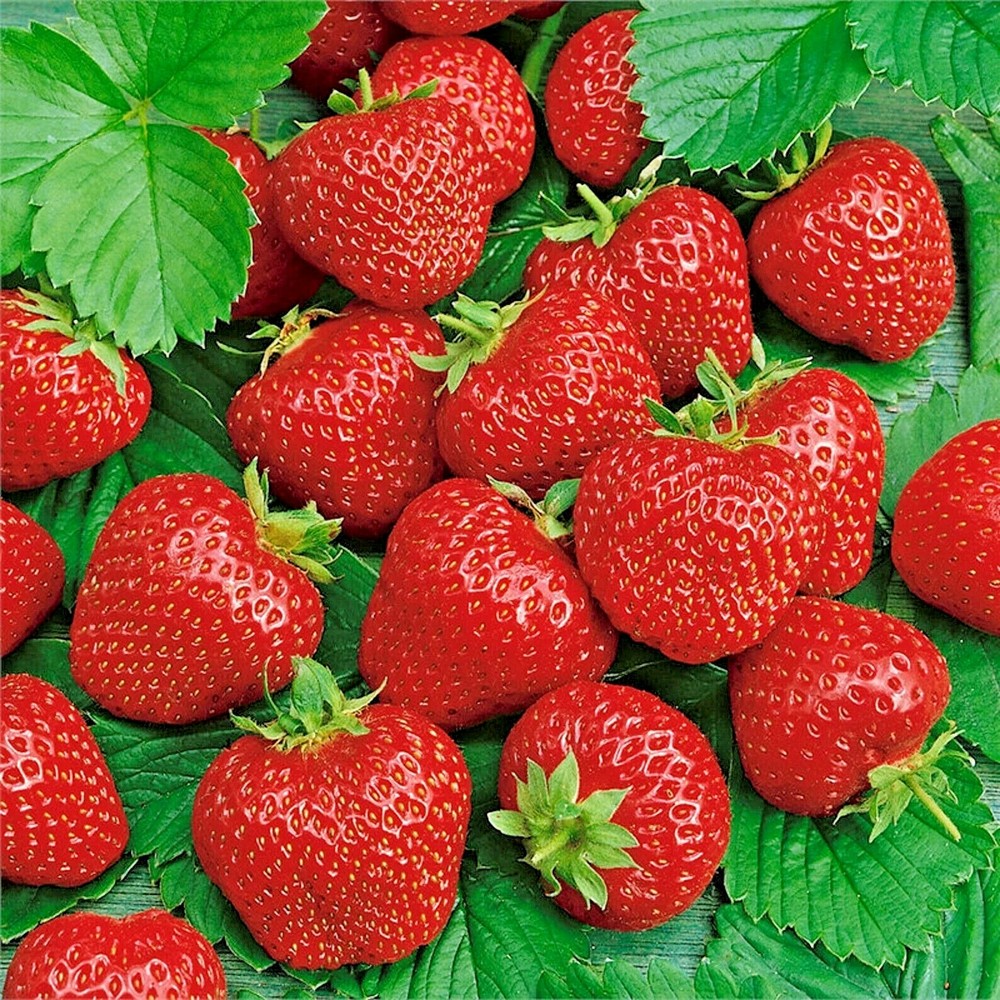 200 ALI BABA STRAWBERRY SEEDS AUTUMN PERENNIAL HEIRLOOM NON-GMO FRUIT USA