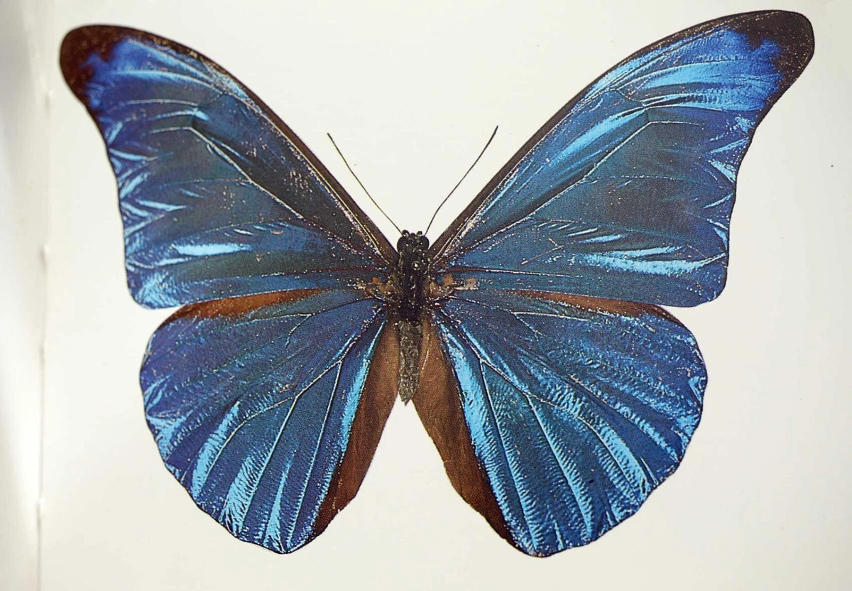 Morpho Rhetenor for sale | eBay