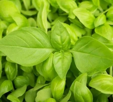 LEMON BASIL SEEDS 300+ garden Herbs cuisine CULINARY cooking FREE SHIPPING