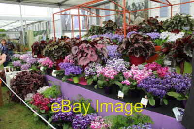 Foto 6x4 Streptocarpus von Dibleys eine andere meiner lokalen Kindergärten eine von w c2016