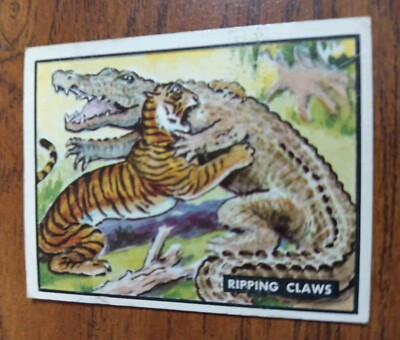 1950 Topps Bring Em Back Alive #75 Ripping Claws Tiger Vs Crocodile 