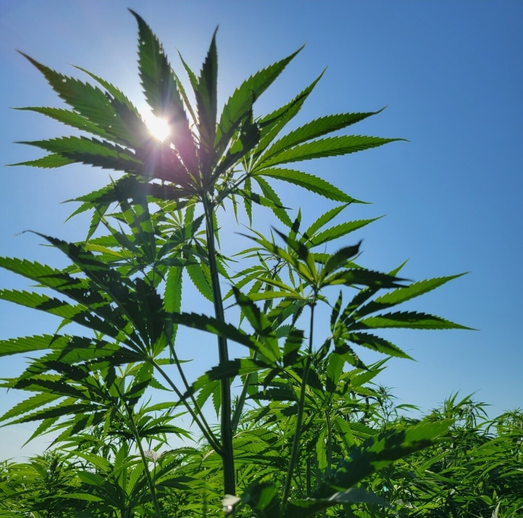 Hemp Animal Bedding for Chickens Rabbits Horses Reptiles Rodents