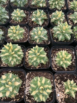 1PCS RareSucculent Plant Agave potatorum var. verschaffeltii 'Medio-picta' 5-7CM
