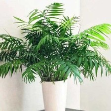 🎍Parlour Palm Chamaedorea elegans🌴