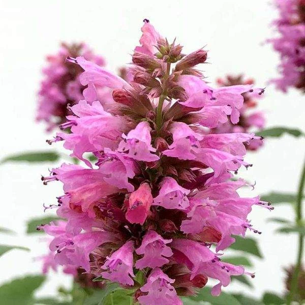 Agastache/Colibrí Menta/Planta viva de hisopo, planta de inicio saludable para la venta Foto 3 de 4