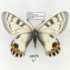 パルナシウス・カルトニウス（オス、インド） Parnassius for collectors | rare Parnassinae