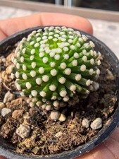 2 pezzi 1,5-2 cm pianta rara mammillaria succulenta luethyi giardino autoradicato casuale