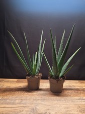 2 Aloe vera plants in 10 cm pots, 34 to