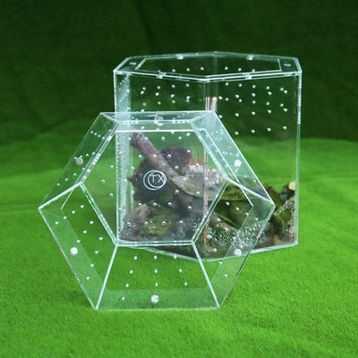 Reptile Terrarium Jumping Spiders Enclosure for Turtle Horned Frogs Lizards