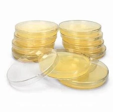 Tryptic Soy Agar Plates (TSA), USP grade, Ready-to-use, ,Sterilized, 10/Pk.