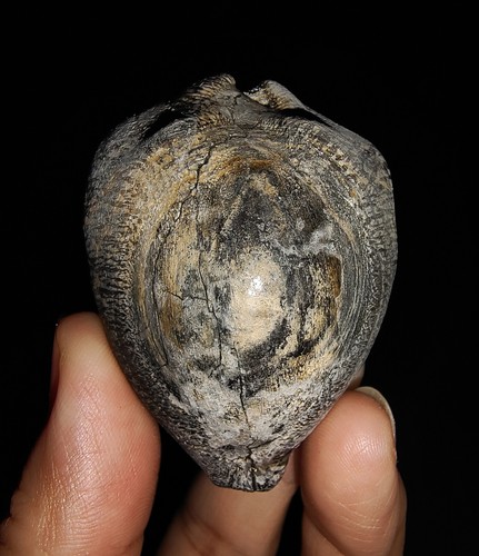 SEA SHELL COWRIE FOSSIL, RARE BLACKISH CYPRAEA BEBERKIRIANA FROM INDONESIA, 50MM - Picture 7 of 7