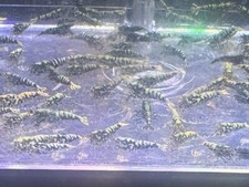 12 Black Blue Galaxy Snowflakes Caridina Shrimp Mix Grades