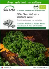 SAFLAX - BIO - Chou fris? vert - Westland Winter - 70 graines - Avec substrat -