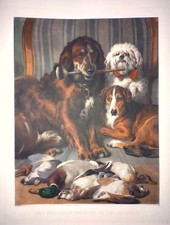 Stampa incisione calcografia acquarello cani pointer terrier cm 100,5x75,5