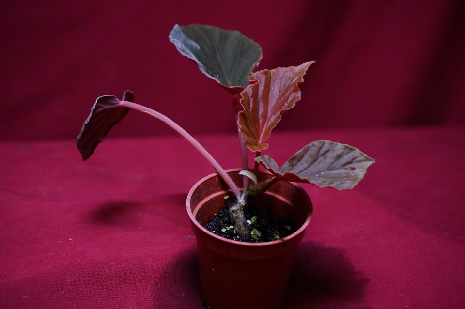 begonia-species-ex-madagascar-ultra-rare-ebay