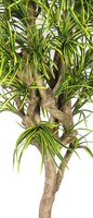 artplants Deko Dracaena Reflexa Jamaica Kolombine, GrüN-Gelb, 200Cm