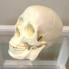 Life Size Human Skull Replica Hinged Jaw Halloween Decor Decoration Not AI Gen
