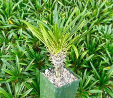 Live Madagascar Palm in 3" Pot   Pachypodium lamerei   Rare Succulent Tree