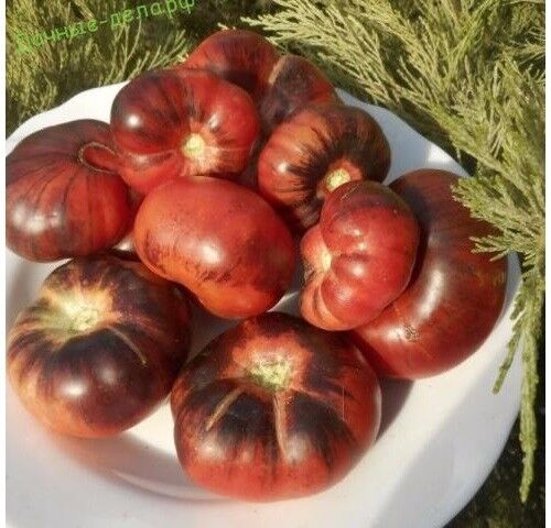 Tomato Pink Siberian Tiger Seeds Black Pink Tomatoes Organic Ukraine 20 Seeds D - Afbeelding 1 van 3