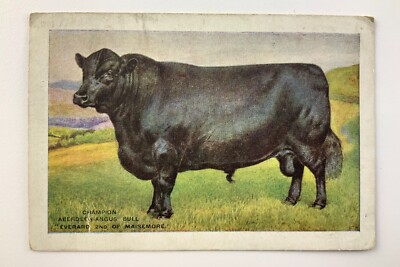 Champion Aberdeen Angus Bull British Live Stock Players Navy Cut Cigarette AA498