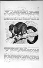 Original Old Antique Print Natural History 1893-94 Mungoose Black Lemur 19th