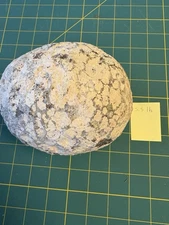 Unopened Natural Geode Estate Sale Find Raw Stone 5.5lb Free Shipping