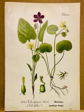 1886 ANTIQUE PICTURES LITHOGRAPH ART PRINT BOTANY FLOWER FLORA NATURE DECO PO...