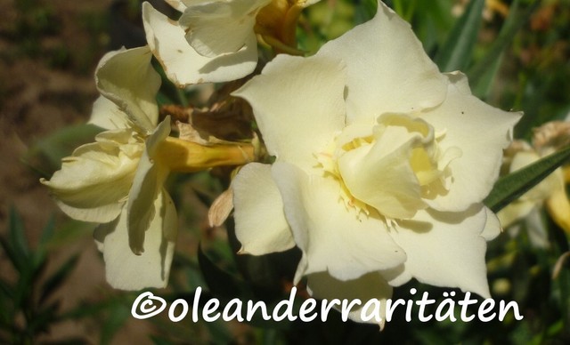 OLEANDER PFLANZEN diverse Sorten/Farben gelb, rot, weiss, rosa 60-80cm