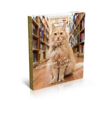Bookstore Cats - Hardcover By Schultz, Brandon - GOOD