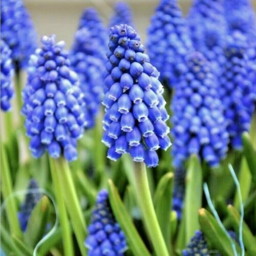 Aubrieta Cultorum Samen – 300 Stück, Blaue Blütenteppiche Für Steingärten, Einfach Anzubauen