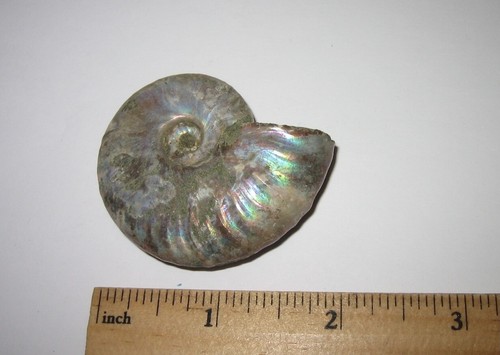 HERMOSO FÓSIL MARINO OCEÁNICO OPALIZADO ÁSPERO NATURAL DE 2" MADAGASCAR 38g *1 - Imagen 8 de 12