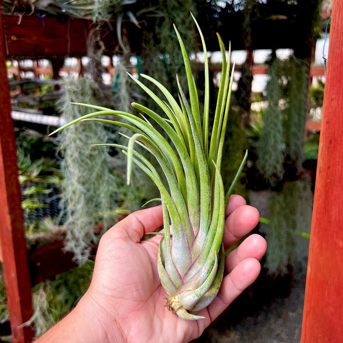 coconut palms for sale 5' Artificial Coconut Palm Tree