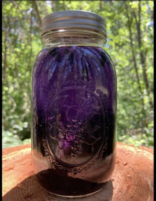4 oz Indian Pipe Ghost Pipe Plant Tincture Monotropa Uniflora