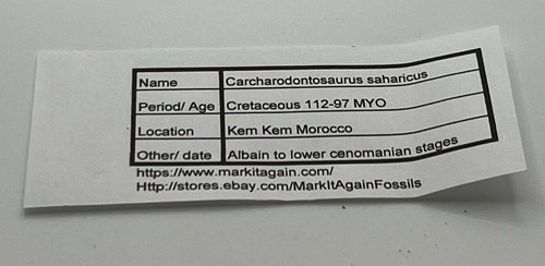 Tyrannosaurus T REX 1.25” African Carcharodontosaurus REAL FOSSIL SC 44 - Picture 5 of 5