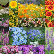 Eden Brothers Deer Resistant Wildflower Mixed Seeds for 1/4 Pound,
