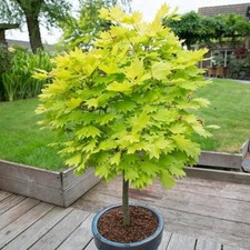 Acer Tree Jordan Golden Full Moon Shirasawanum Maple 3Lt Pot