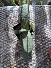 Gasteria Batesiana Collectible African Succulent Clustering!