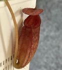 Nepenthes Rajah x Edwardsiana SG 4.5 inch — photo 3