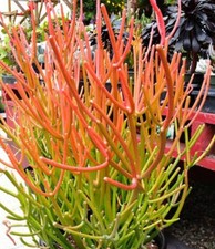 Fire Stick Pencil: Exotic Plant: $25 For 3 Cuttings : Free Postage 