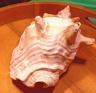 Large Pink Natural Queen Conch Sea Shell Approx 8×10 Approx 3 Pounds — photo 3