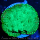Corals of Eden WYSIWYG Live Coral Frag ~ Aurora Borealis Leptoseris Coral SPS — photo 6