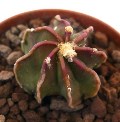Astrophytum capricorne cv THAYO SIP10 - Ziegenhornkaktus | Sternkaktus