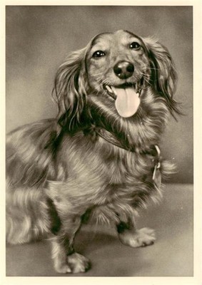 BERLIN CITY Dachshund Teckel Dog Long Hair Dachshund Portrait Animal