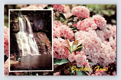 Postcard Pennsylvania Bushkill Falls PA Mountain Laurel Flowers 1960s Unposted