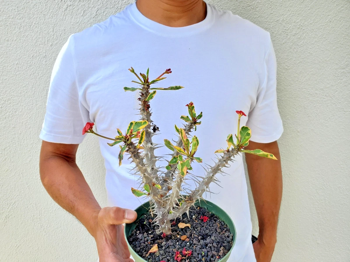 大戟属全日照杂色cactis 、多肉植物| eBay