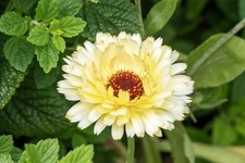 Calendula Snow Princess Seeds – 100 Seeds – Cream White