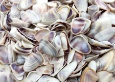 Coquina Clam Shells Blue Violet White (approx. half cup 150+ shells 0.25+ in)